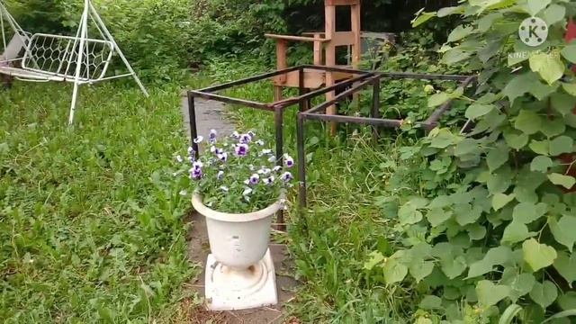 Собираем жимолость под дождем. Что растет в саду и огороде. смотреть онлайн