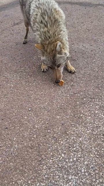 NWI harbor steel mill friendly Wiley Coyote gets fed daily and comes within feet of humans смотреть онлайн