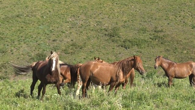 Жеребцу не повезло смотреть онлайн