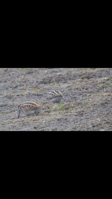 Гаршнеп Lymnocryptes minimus shorts