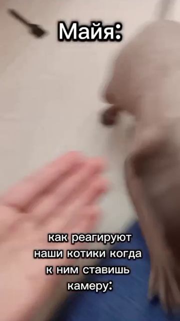 сфинксы