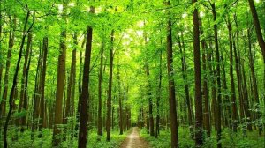 Звуки природы пение птиц. Шум леса