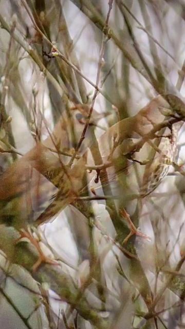 #singingbird #songthrush