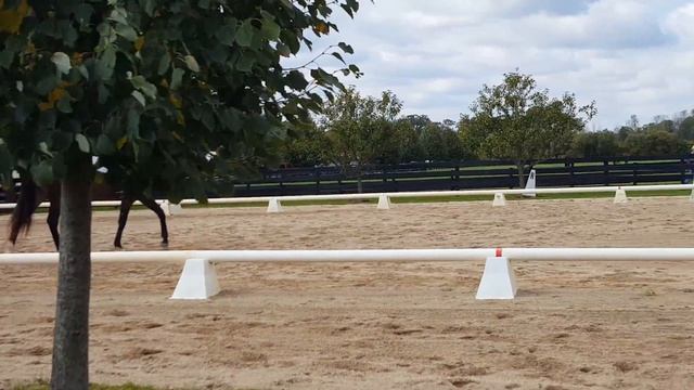 Sirius Blue Dressage смотреть онлайн