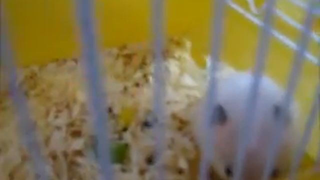 сирийский хомячок