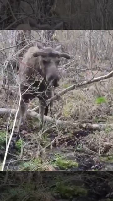 Мужчина встретил лося в лесу Каркаралинска смотреть онлайн