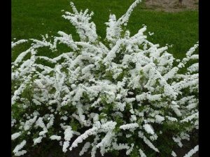 Волшебство весеннего черенкования: метод бурито в действии!