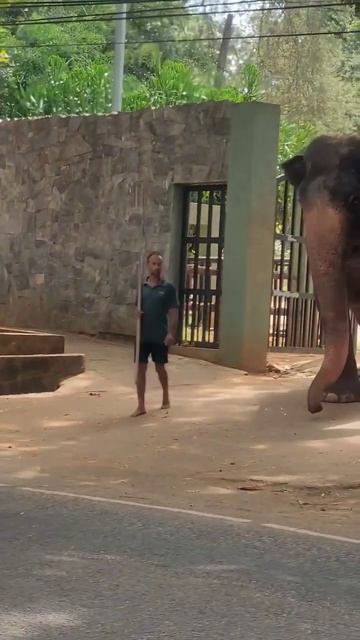 World only dwarf Elephant #shorts #elephant смотреть онлайн