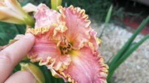 Лилейники Клозед ин Глори (Clothed in Glory) И Дарла Анита (Darla Anita) - сравнение сортов, 2023