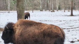 Зубры в Приокском заповеднике