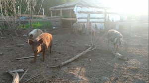 Жизнь в деревне. Сажаем огурцы. Огород