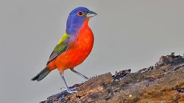 Azulillo Sietecolores Cantando Sonido para Llamar El Mejor