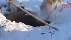 убили медведя в берлоге/killed a bear in den/qutil dbana fi wakur