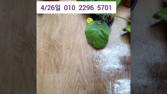 스트렙토카르푸스.뉴질랜드앵초분양합니다 고급종 인기많은제품 가저왔어요 смотреть онлайн