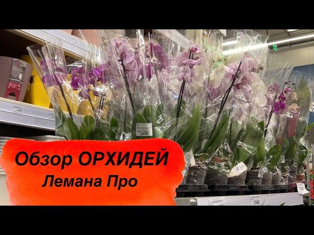 ОБЗОР ОРХИДЕЙ Лемана Про (Леруа) Рязань #новыеорхидеи #орхидеиуход #обзорорхидей #покупкацветов