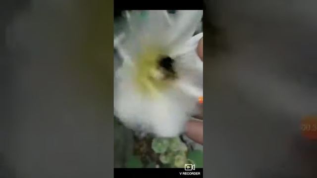 3. RED-TAILED BUMBLEBEE (SRINAGAR). 2 September 2020 смотреть онлайн