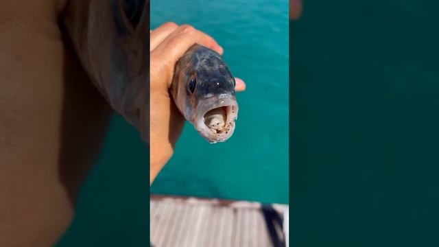 This Parasite Eats a Fish's Tongue and Takes Its Place #shorts смотреть онлайн