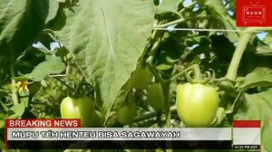 tugas bsunda - warta tomat momotaro