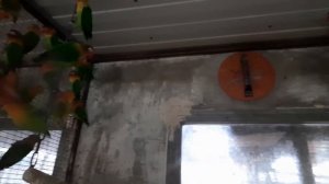 Неразлучнмки масковве, фишера, золотистые, опалиновые.