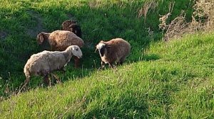 барашки 🐏 вышли на пастбище.