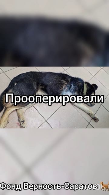 малыш из Сердобска #саратов #вдобрыерукисаратов #верностьсаратов