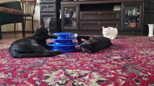 Казино для котов. Casino for cats