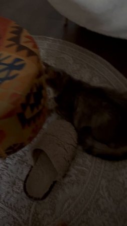 Кошка орала утром, а теперь… #кошка #shorts #animals #cat #cats