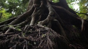 Секреты корней как растения общаются с землей