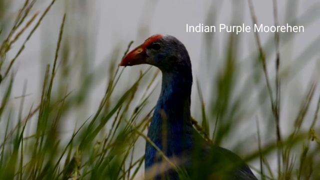 In the Swamp- Swamp flower and Swamp bird | Ipomoea aquatica | Purple Swamphen #birds #flowers смотреть онлайн