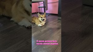 Корги 🧡Янчик 🌴и 5 способов 🌸,как спасти🍒 собаку🐶 от жары🍉