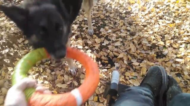 Тренировка всех мышц\ovcharka reksi i sergey смотреть онлайн