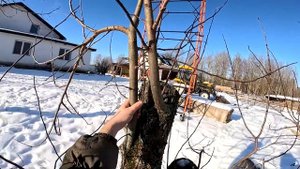 Муки выбора автомобиля ! Живу в деревне, но своего сада у меня нет ! ХУТОР В ЛЕСУ №614