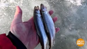 Корюшка. Пахнет летом! Доброе утро. Суббота. Фрагмент выпуска от 12.04.2025