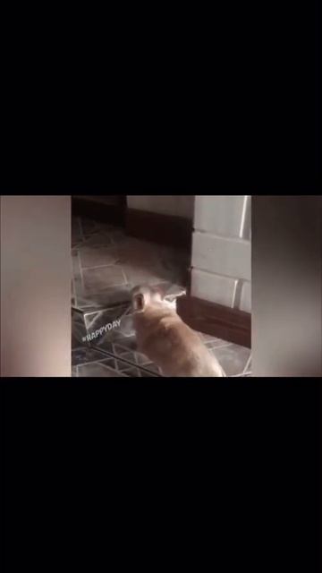 Ржака до слез- смешные животные-кошки | смешные видео смотреть онлайн