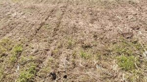 Яровой рапс посев 8.05. На 21.05.19