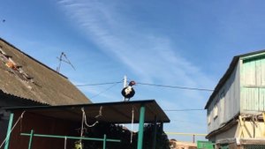 Перелетные индоутки!Куры Ред Бро