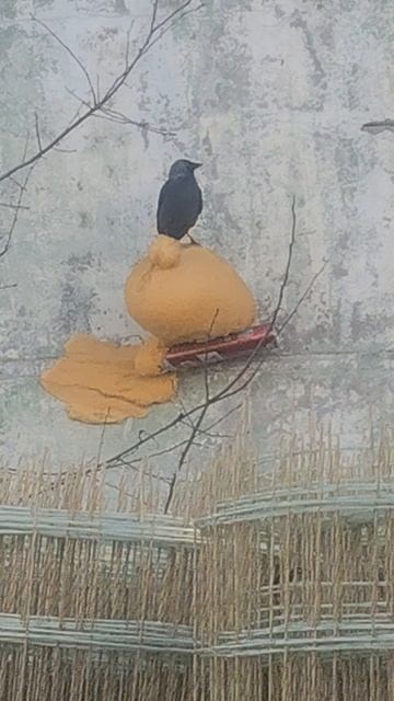 ПРОСТО ВОРОН ПОЛЮБИЛ КЛЕВАТЬ ПЕНУ СТРОИТЕЛЬНУЮ... ВИДИМО ЭКОЛОГИЧНО... смотреть онлайн