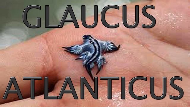 Glaucus Atlanticus - Arquiy смотреть онлайн