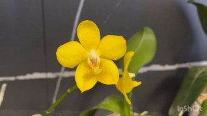 Яркие орхидеи-Phal.I-Hsin Samuel, Phal. Mango, Sogo Dio, Sogo shito, I-Hsin Dorothy