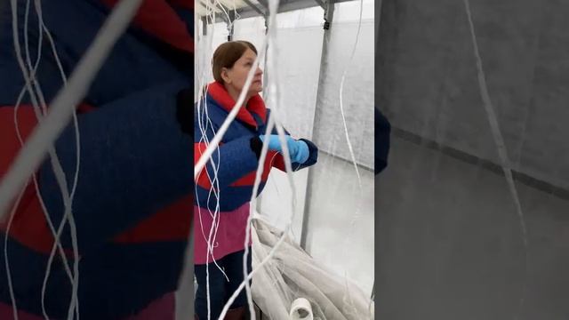 Не теряем время зря. Вяжем свободную петлю в теплице для томатов.