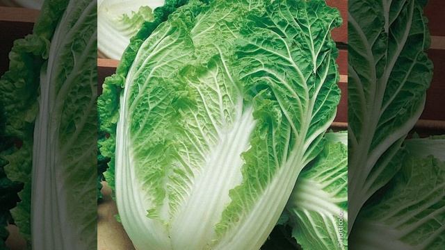 Рассада пекинской капусты смотреть онлайн