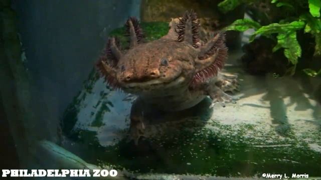 Philadelphia Zoo Anderson's Salamander Swirling смотреть онлайн