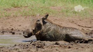 QUANDO O LEÃO ATACA O JAVALI AFRICANO-MUNDO ANIMAL SELVAGEM.