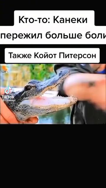 Койот питерсон #мем#укусы#койот#питерсон#боль смотреть онлайн