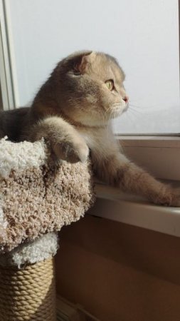 Микис и пятничный снег