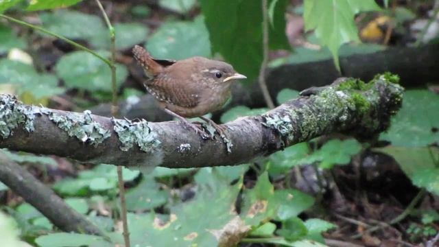 11.08.2019, Молодой крапивник, часть-2 смотреть онлайн