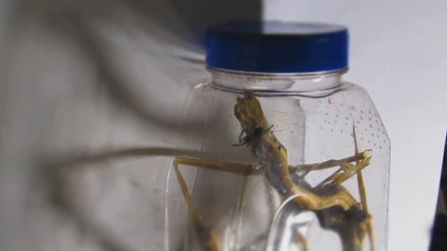 Avicularia Versicolor building part of its web at 5x speed смотреть онлайн