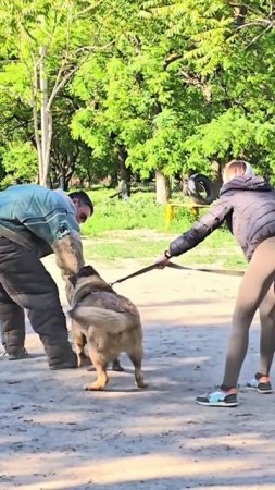 🔥Protected the owner. Super security. #STRAZHODESSA Dog training Odessa Ukraine GUARD.
