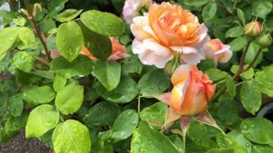 The Lady gardener- David Austin rose