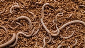 Золотистая картофельная нематода описание, меры борьбы, фото - Болезни и вредители